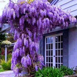 2 live ethereal PURPLE Wisteria vines 1-2 ft tall cascading fragrant blooms stunning FAST grower