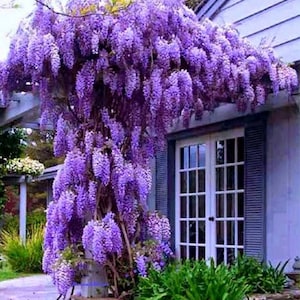 1 Live PURPLE Wisteria Vine 1ft Tall Cascading Fragrant Blooms