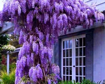1 live small PURPLE Wisteria vine cascading fragrant blooms stunning FAST grower bonsai