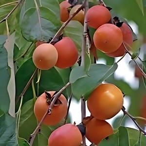 2 LIVE American persimmon trees 2ft tall now native fruit easy to grow sweet delicious fall harvest ready to plant now