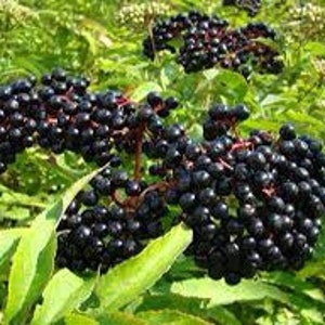 4 elderberry plants trees shrubs live plant sambucus edible delicious berries fast growing FREE shipping !