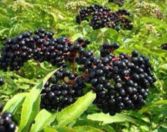 4 elderberry plants trees shrubs live plant sambucus edible delicious berries fast growing FREE shipping !