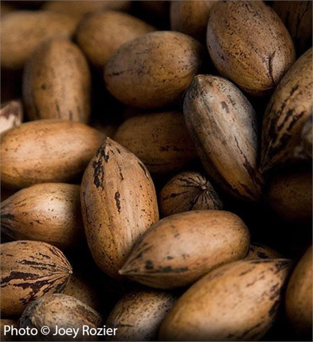 4 Stewart Stuart Pecan Trees Start Your Own Orchard Live Trees 23 Ft