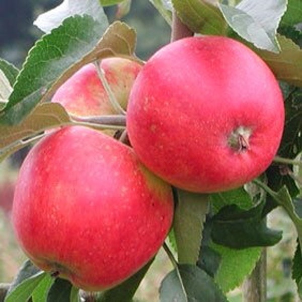 2 pink semi dwarf apple trees 2-3 ft  tall now SWEET apples produces quickly live trees