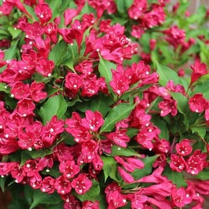 2 RED Wagelia shrubs / bushes blooms spring to frost ! Easy to grow attracts hummingbirds 2-3 ft tall now