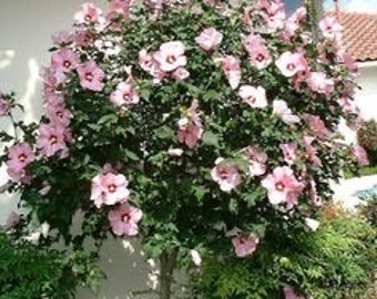 One live blushing PINK Rose of Sharon hibiscus tree Althea beautiful soft pink large blooms 2-3ft tall now FREE shipping