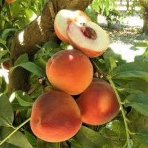 May include: Close-up of ripe peaches on a tree branch. The peaches are a mix of orange and red hues, with a fuzzy texture. One peach is sliced open, revealing the juicy flesh and a single pit. Green leaves surround the fruit.