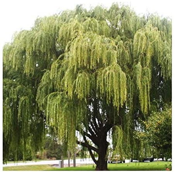 You Can Grow a Beautiful Weeping Willow Memorial with Ease with