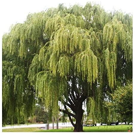 2 Weeping Willow Bareroot Trees Ready to Plant Beautiful Arching Canopy  (12-18 inches total length)