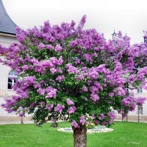 Old fashioned lilac bush tree live plant hundreds of fragrant lavender blooms