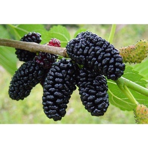 May include: Close-up of a cluster of ripe mulberries, showcasing their deep purple-black color and textured surface. The berries are attached to a brown stem with green leaves in the background, highlighting the natural setting.