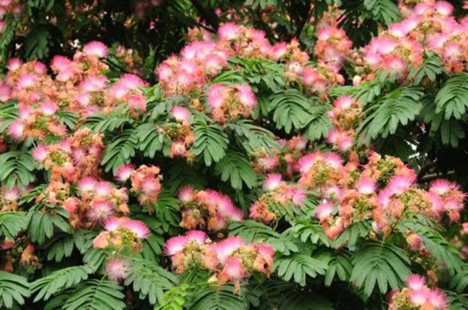 Two Pink Mimosa Persian Silk Tree Live Sapling Yearling Etsy