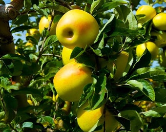 2 LIVE Yellow GOLDEN Delicious Apple Trees semi dwarf 2-3 ft tall now ready to plant sweet fruit