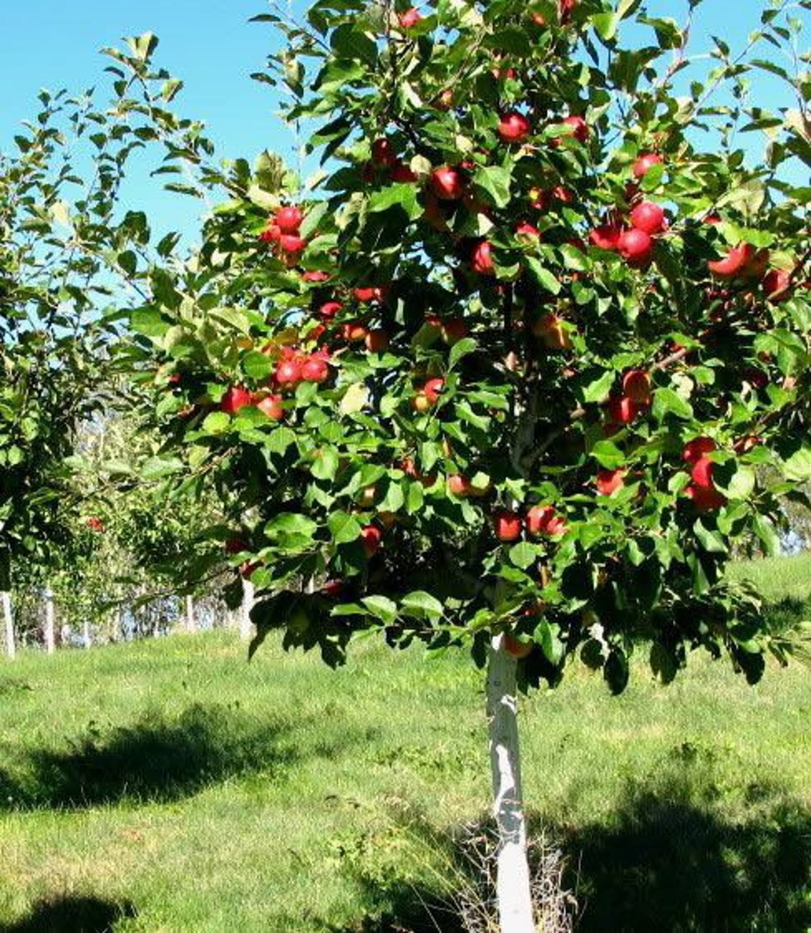 2 Live FUJI Apple Trees Sweet Tangy Semi Dwarf Apple 3 Ft Tall Etsy