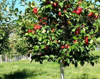 2 live  HONEYCRISP apple tree sweet beautiful apple variety delicious fruit semi dwarf 2 ft tall now