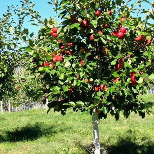 2 live  HONEYCRISP apple tree sweet beautiful apple variety delicious fruit semi dwarf 2 ft tall now