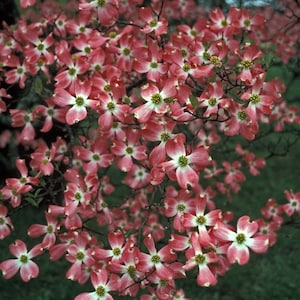 Red Dogwood Cherokee chief tree beautiful red blooms 1-2ft tall now