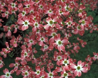 Red Dogwood Cherokee chief tree beautiful red blooms 1-2ft tall now