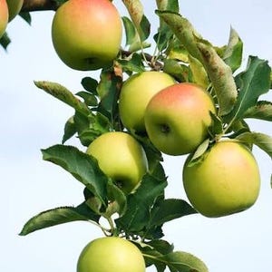 May include: A close-up of a tree branch laden with ripe apples. The apples are a mix of green and red, with some showing a blush of pink. The leaves are a deep green, and the background is a clear blue sky.