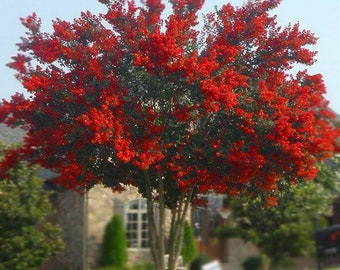 1 live RED rocket Crape crepe myrtle tree shrub showy blooms beautiful deep red flowers bloom 2X year ready to plant now