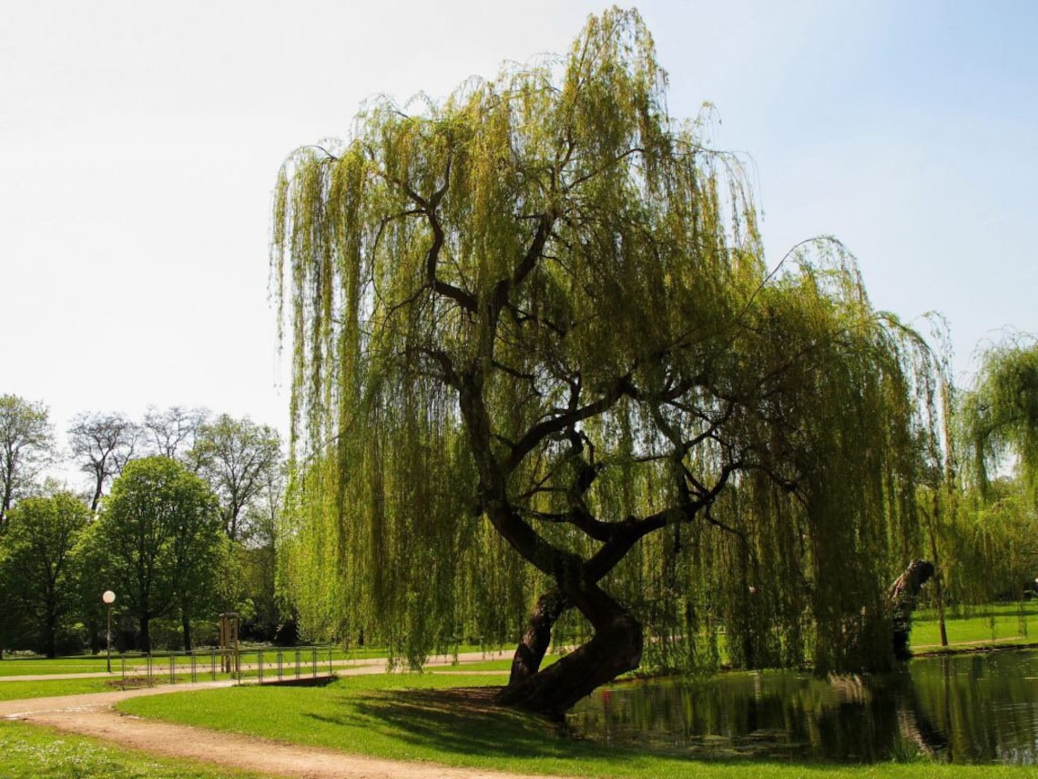 2 Beautiful Live Weeping Willow Trees 3 Ft Tall Now Very Fast Etsy