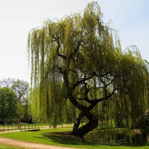 4 LIVE weeping willow tree 3 ft tall now very fast growing beautiful swaying branches FREE shipping memoriall tree
