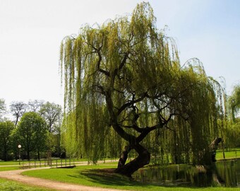 4 LIVE weeping willow tree 3 ft tall now very fast growing beautiful swaying branches FREE shipping memoriall tree