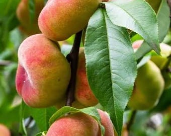 1 live GALAXY donut white peach tree unique fruit ready to plant now