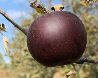 One live Arkansas BLACK sweet apple tree deep red black apples easy to grow 2-3ft tall now