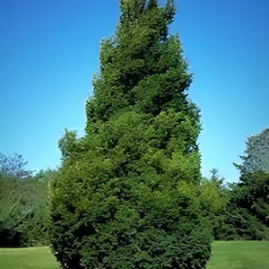 May include: A tall, green evergreen tree with a conical shape stands against a clear, bright blue sky. The tree is densely packed with green foliage, and the grass is a vibrant green. The tree is in a park or garden setting.