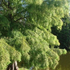 2 live bald CYPRESS southern swamp trees 2-3 ft tall now