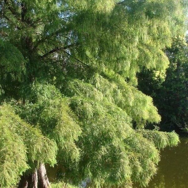 2 live bald CYPRESS southern swamp trees 2 ft tall now