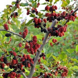 May include: A close-up of a mulberry tree branch laden with ripe black and red mulberries. The fruit is clustered together on the branches, creating a vibrant display of color.