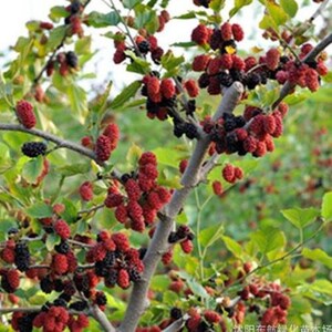 4 Red MULBERRY trees native to Midwest self pollinating sweet fruit live plants FREE shipping!