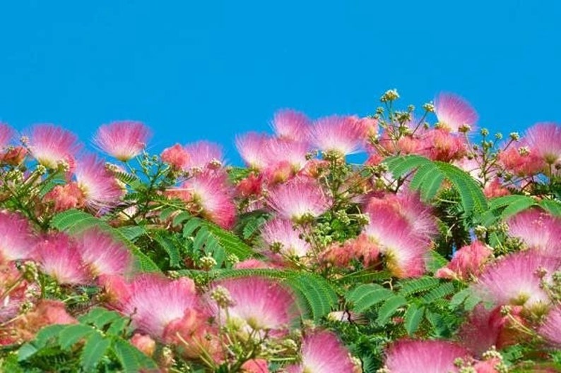 One PINK Mimosa Persian Silk Tree Live Sapling Yearling Etsy