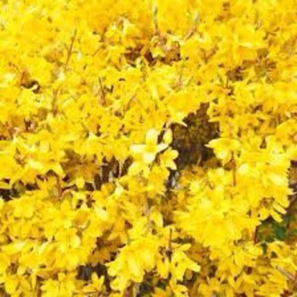 4 live Yellow forsythia shrubs profusion of early spring bright yellow vivid blooms 2 ft tall now FREE shipping