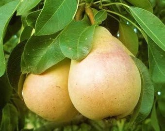 2 live PINEAPPLE pear trees 2 plus feet tall now sweet yellow fruit