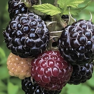 2 live BLACK raspberry plants 2 ft tall now sweet berries fast  !