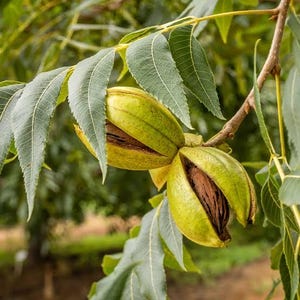 May include: Close-up of a pecan tree branch with green leaves and several open pecan nuts. The nuts are partially exposed, revealing the brown nut inside. The image is taken outdoors in natural light.