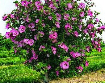 4 live PURPLE Rose of Sharon trees 2-3 ft tall now Althea beautiful purple trumpet shaped blooms ready to plant FREE shipping