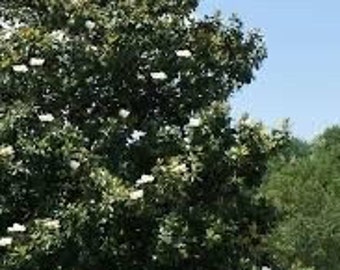 2 live southern MAGNOLIA trees evergreen with creamy white flowers lemon scent beautiful southern tree