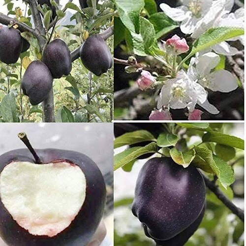 One Live Arkansas BLACK Sweet Apple Tree Deep Red Black Apples Etsy