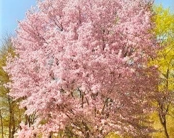 2 live Autumnalis flowering  cherry blossom trees blooms 2X per year stunning flowers