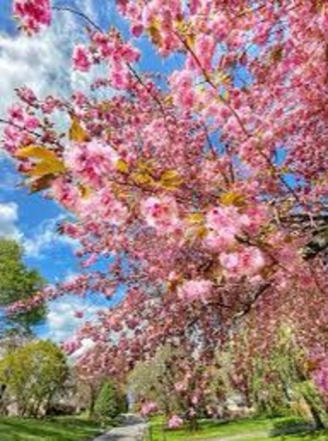 TWO PINK Kwanzan Cherry Trees Live Saplings Stunning Carnation Blooms