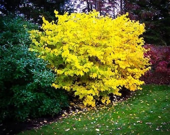 2 live SPICEBUSH shrubs beautiful yellow aromatic plant now free shipping