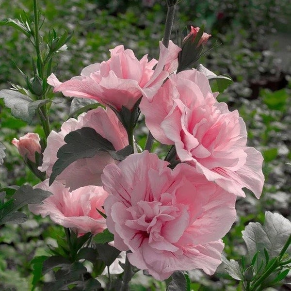 Two live blushing PINK Rose of Sharon hibiscus trees Althea beautiful soft pink large blooms 2-3ft tall now FREE shipping