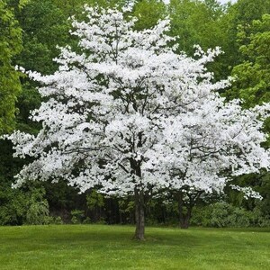 May include: A mature tree in full bloom, covered in white flowers, stands in a grassy area. The tree's branches are laden with blossoms, creating a dense, cloud-like appearance. Green trees form a backdrop.