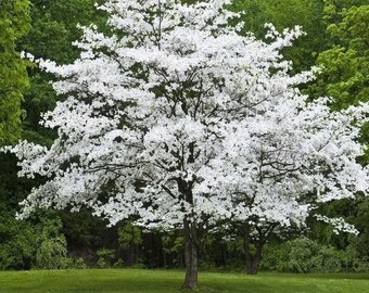 One live flowering White Dogwood tree 2-3 ft tall now abundant white blooms ready to plant