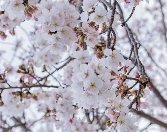 One Beautiful pink and white YOSHINO CHERRY  blossom tree live saplings plant now for abundant fragrant blooms this spring !