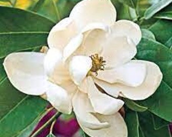 2 Sweet bay MAGNOLIA evergreen tree creamy white flowers lemony scent beautiful tree 2 ft tall now